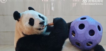 판다 푸바오, 건강 회복 언제? 여전히 비공개 구역 생활 모습만