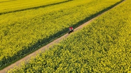 그 밤, 칼군무가 춤추던 유채꽃밭…세계테마기행, 보이차 연구가 정경원 불산 차마고도에서 삶의 맛을 마주하다
