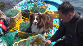 황순이와 5꼬물이…TV동물농장, 의문의 황구와 가족의 하루→시골마을 울림