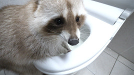 라쿤 춘식이의 소동…TV 동물농장 춘식이, 루비와 가출견 형제→일상에 웃음과 궁금증