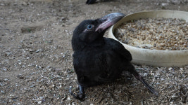 쉬지 않는 충성이…TV 동물농장 보더콜리 충성이, 농장 한바퀴→에너지 폭발의 하루