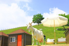 태백 가볼 만한 곳, 가족과 함께 즐기는 산양목장, 고생대 박물관과 동굴 탐험