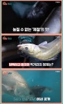 매일아침 화성 전곡항 자연산 농어회 맛집 위치는? 담백하고 쫄깃해