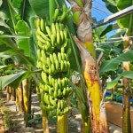 오늘N 함평 열대과일 체험농장 위치는? 아이랑 가볼만한 곳