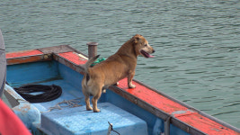관매도 루비의 섬 라이프…TV 동물농장 용민 씨와 개, 절대적 유대→따스한 위로