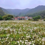오늘N 홍천 남면 구절초 꽃밭 체험농장 위치는? 꽃차와 함께하는 팜크닉