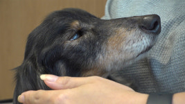 도전과 기적의 하루…TV 동물농장 한솔과 토리, 수의사의 용기→생명의 울림