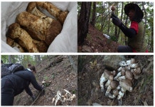 산길을 오르며 맛을 채취하다…극한직업 송이버섯 채취꾼, 호두 농부의 하루→가을의 손끝에 담긴 이야기