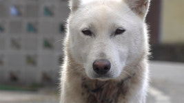 닿을 듯 말 듯 복순이… TV동물농장, 거리두기 임신 목줄견→구출 대작전 펼친다