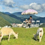 6시 내고향 태백 화전동 산양유 맛집 위치는? 체험 가득한 목장 카페
