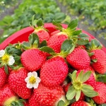 매일아침 남양주 조안면 두바이 딸기초코범벅 체험 농장 위치는? 달콤한 시간