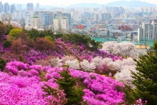 부천 가볼 만한 곳, 원미산 진달래와 도심 힐링 코스