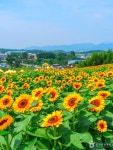 남강 따라 걷는 함안 가볼 만한 곳 추천 코스