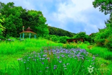Ảnh kết quả tìm kiếm Naver 1