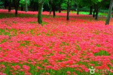Фото из результатов поиска Naver 2