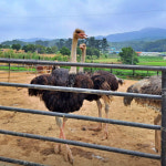 6시 내고향 서산 부석면 타조 체험농장 위치는? 고양이와 동물 친구들