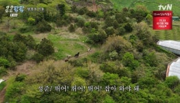 대표님 좀 불러줘… 콩콩팜팜 말 집단 탈출, 목장 초비상