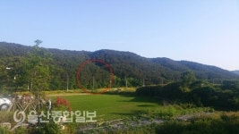 울산 북구, 솔껍질깍지벌레 방제에 총력