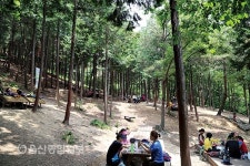 울산 북구 천마산 편백삼림욕장, 힐링 휴양지로 각광