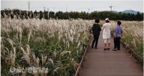 억새 재활용 업체 도움 받아 태화강 억새 군락 개선작업 시행