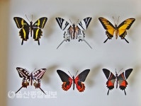 울산 북구 문화쉼터 몸돌, 청목 강인석 나비야 놀자