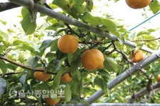 [명품울주 맛집멋집을 찾아라]자연 속 다채로운 힐링공간 하늘농원