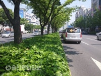 울산시, 번영로 중앙분리대 녹지대 정비