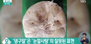 '4년 연속 발견' 희귀종 댕구알 버섯 