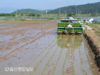 경주시, 논 3기작 작부체계 기술 보급으로 논 이용 극대화