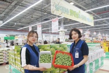 농협울산유통센터, 올해 첫 수확한 매실 할인 판매 실시