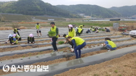 농협 울주군지부, 웅촌면 농촌봉사활동 실시