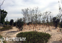 울산 북구, 도시숲 가로수 조성사업 완료