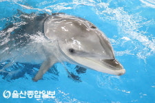 울산 고래생태체험관 “아기돌고래 고장수 두돌 맞아”