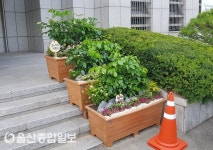 양산시, 공기정화식물 화분 시범 설치