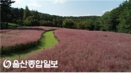 울산시설공단, 울산대공원 핑크뮬리 정원 개방