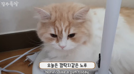 전 여친이 6개월 간 녹음 갑수목장, 증발된 해명에 구독자들 혼란