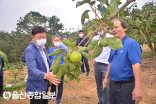 이선호 울주군수, 구영리 단감농장 방문 피해상황 점검