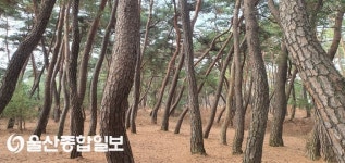 경주 남산 삼릉 솔숲