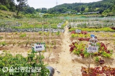 울산 중구, 2021년 도시텃밭 분양신청 모집
