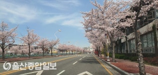 도심 속 가로수 벚꽃 절정!