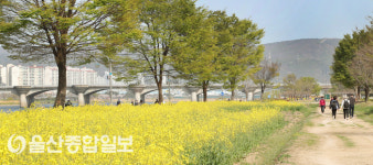 노랗게 물든 태화강변...유채꽃 ‘활짝’