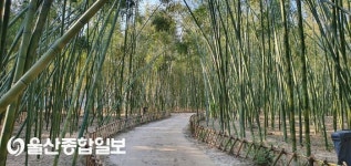 울산시, 태화강 국가정원 대숲 죽순 보호 나서