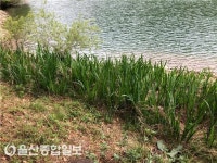 건강관리협회울산지부, 송정박상진호수공원에 노랑꽃창포 식재