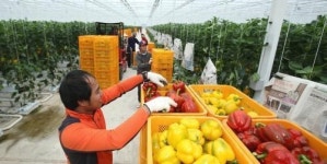 [FTA 선도하는 전남 농수산식품 수출기업]탐진들