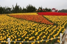 튤립의 섬 임자도로 봄나들이 어때요
