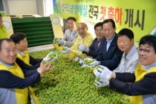 농협 전남본부, 명품 광양매실 만들기 구슬땀