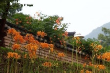 진노랑상사화 수줍은 첫 인사