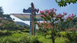 영광 국도22호선 백일홍 활짝