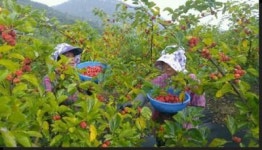 신안 꾸지뽕 명품화 사업 ‘탄력’