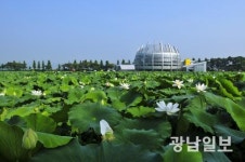 무안 회산백련지 연꽃활짝